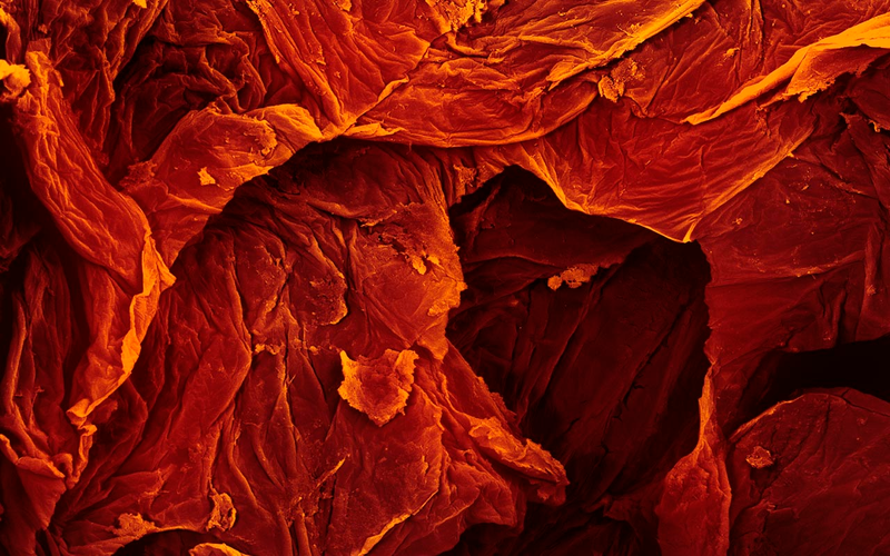 Illustration for article titled El mundo visto bajo el microscopio parece ciencia-ficción